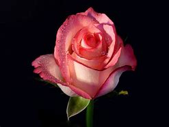Image result for Live Wallpaper Pink Roses
