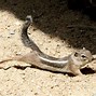 Image result for Animals Stretching