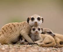 Image result for Small Wild Animals