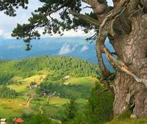 Image result for Serbian Forest