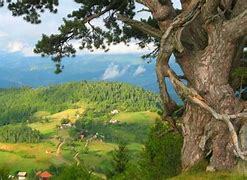 Image result for Serbia Forest
