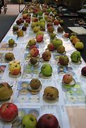 Image result for Funny Apple Pic