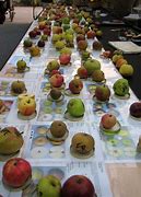 Image result for Diffent Apple's
