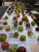 Image result for Preschool Apple Sorting