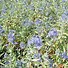 Image result for Caryopteris clandonensis Worcester Gold