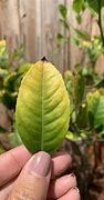 Image result for Leaf Curl On Citrus Trees