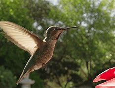 Image result for Slow-Motion Bird Flight