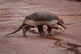 Image result for Armadillo Gigante