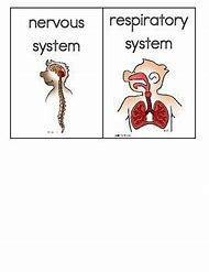 Image result for Human Body Systems Word Art