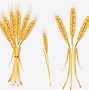 Image result for Grain Animation