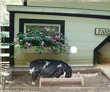 Image result for Novo Nordisk Mini Pig Housing