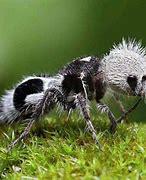 Image result for Male Panda Ant