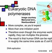 Image result for DNA Polymerase Eukaryotes