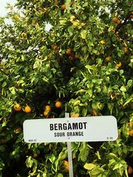 Image result for Sour Orange Tree