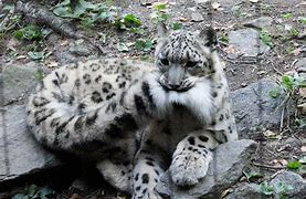 Image result for Snow Leopard Biting Tail