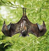 Image result for Large Australian Fruit Bat Garden Ornament