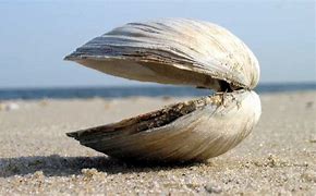 Image result for Ming Clam Death