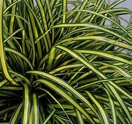 Image result for Carex oshimensis Everoro