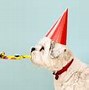 Image result for Funny Dog Happy Birthday Wishes
