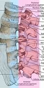 Image result for Anatomy of Lumbar Vertebrae