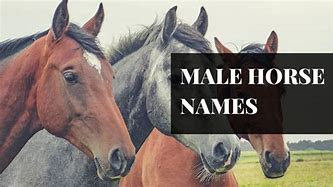 Image result for Beautiful Horse Names