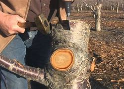 Image result for Grafting Cherry Trees