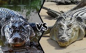 Image result for Black Caiman vs Alligator