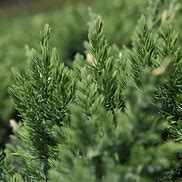 Juniperus chinensis Expansa Variegata に対する画像結果