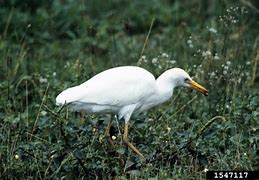 Image result for Bubulcus Ardeidae