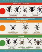 Image result for spiders identification by sizes