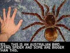 Image result for Huntsman Spider Eating Bird