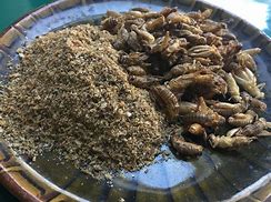 Image result for Dried Insects Variety Pack