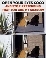 Image result for Shadow Cat Meme
