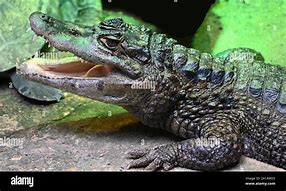 Image result for Angry Alligator
