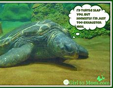 Image result for Greeen Sea Turtle Funny