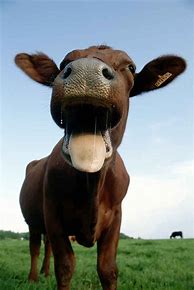 Image result for Funny Cows Animals