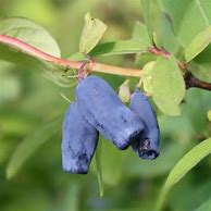 Lonicera kamtschatica Sweet Myberry-साठीचा प्रतिमा निकाल
