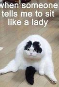 Image result for Funny Cat Meme Profile