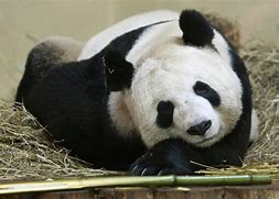 Image result for Tian Tian the Panda