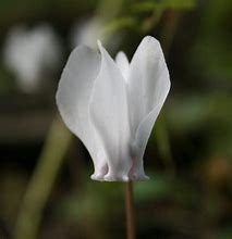 Image result for Cyclamen hederifolium Album