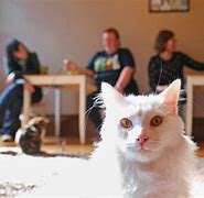 Image result for Cats Better than Humans