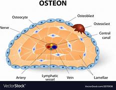 Image result for osteona