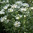 Image result for Aster Monte Cassino (Universum-Group)