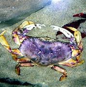 Image result for Dungeness Crab in Ocean