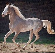 Image result for Rarest Horse Breed
