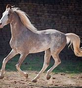 Image result for Most Rarest Horse Breed