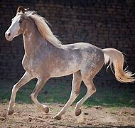 Image result for Rarest Horse On Earth