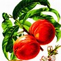 Image result for Prunus persica Champion