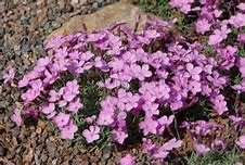 Image result for Dianthus Sternkissen