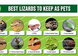 Image result for Lizard Species List